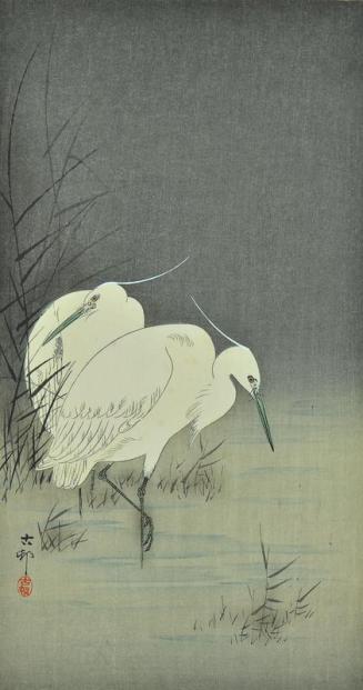 Two Egrets at Night