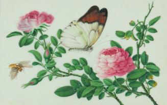 Untitled: butterfly, flying insect, roses