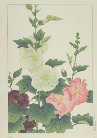 Hollyhock