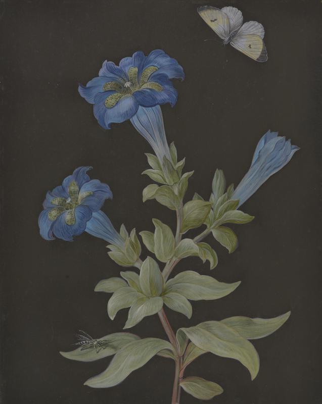 Gentians