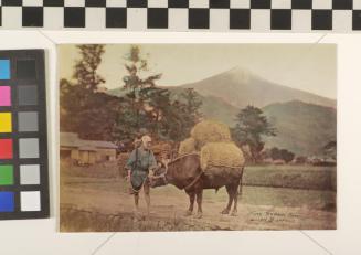 Untitled (Straw boots on buffalo)