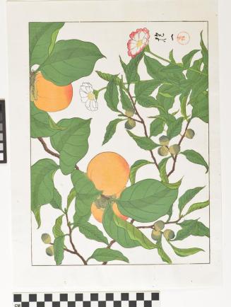 Persimmons and Flowers
