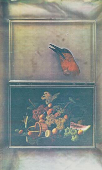 The Oriole Head/The Still Life