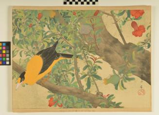 Pomegranate Flowers and Black-naped Oriole