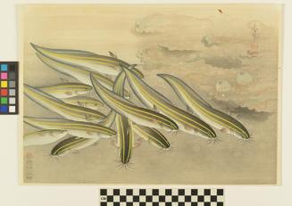 Striped catfish