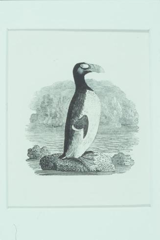 The Greak Auk