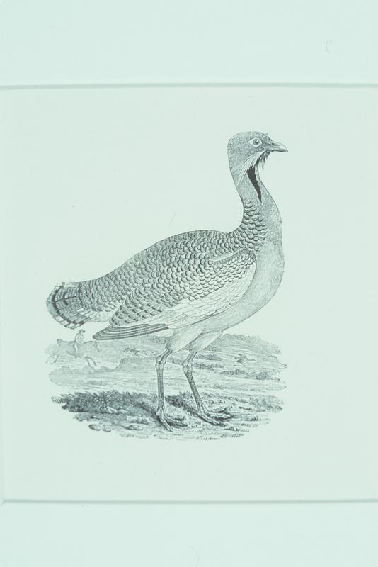 The Great Bustard