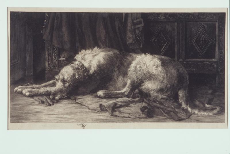 Irish Wolfhound