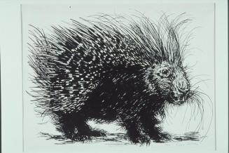 Porcupine