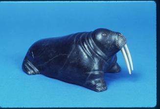 Walrus