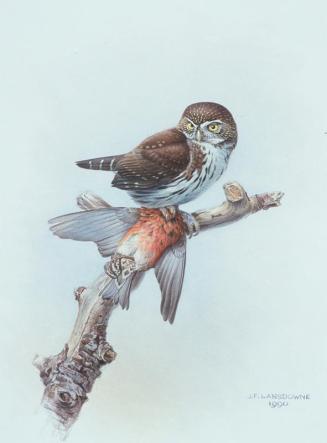 Pigmy Owl with Prey