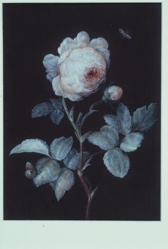 Untitled (Rose)