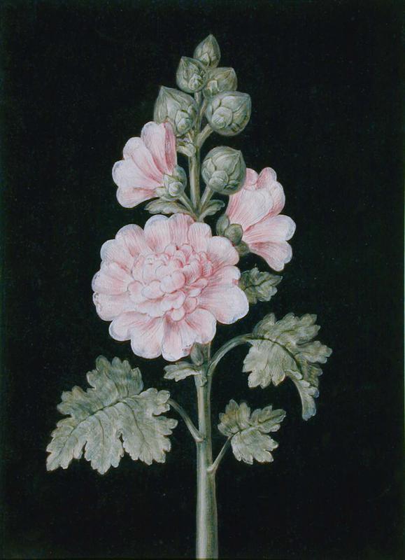 Untitled (Hollyhock)