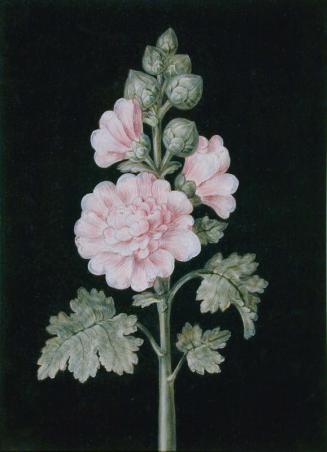 Untitled (Hollyhock)