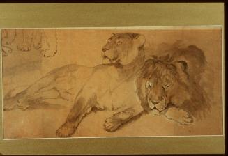 Lion and Lioness