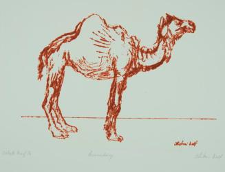 Dromedary