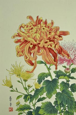 Chrysanthemum