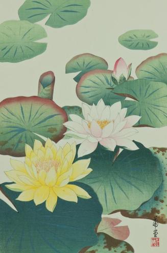 Water Lilies