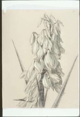 Flower Stem (Yucca)
