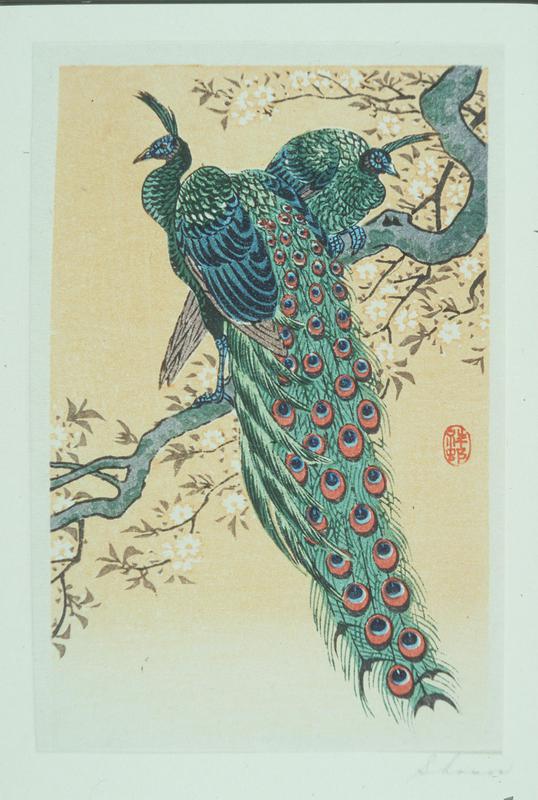 Peacocks