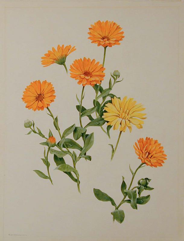 French Marigolds