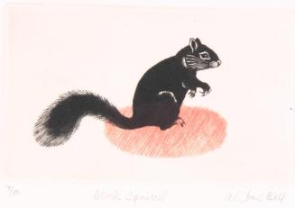 Black Squirrel