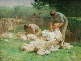 Shearing Sheep, Ste. Pétronille, Ile d'Orleans