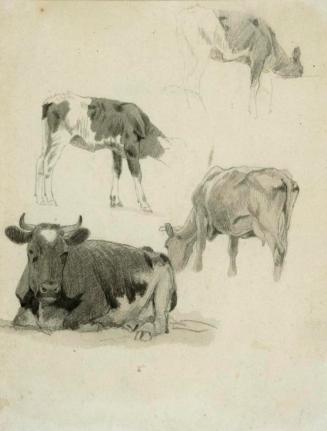 Untitled - Cows
