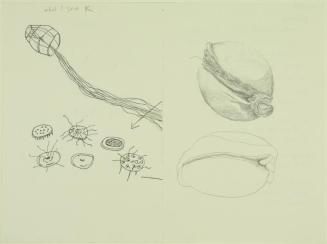 Untitled (from the ;rapt Series)