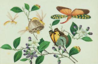 Untitled: wasps with nest, butterflies, flowers