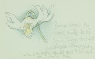 Untitled: sketch of lily