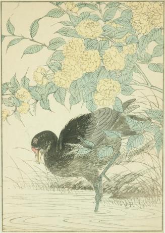 Japanese Rose, Watercock