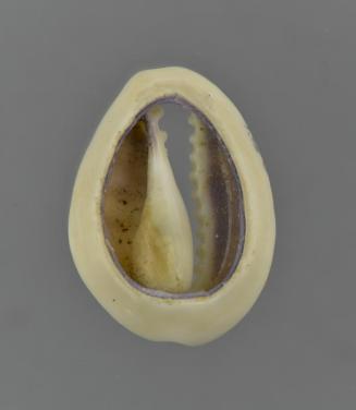 Cowry Shell Coin