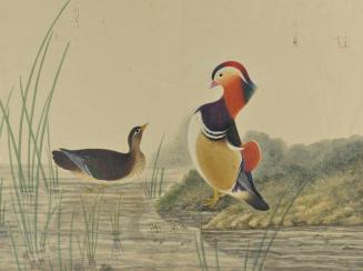 Untitled: mandarin ducks