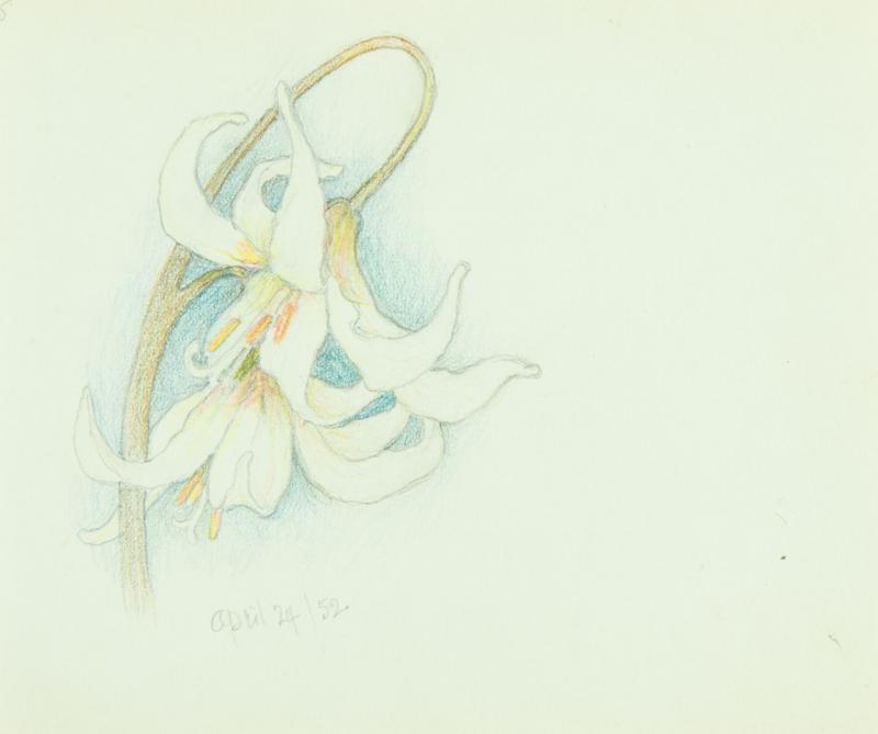 Untitled: sketch of two lilies