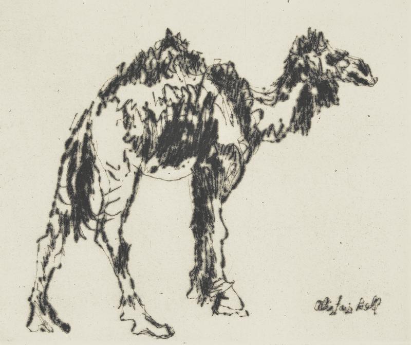 Young Camel