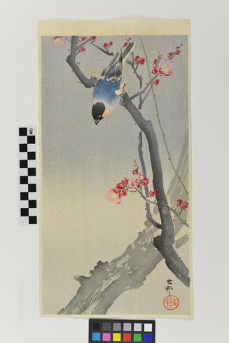 Bullfinch on a Plum Tree