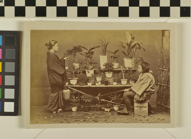 Untitled (Plant sellers stall)
