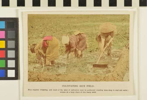 Untitled (cultivating rice field)