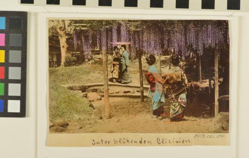Untitled (Ladies in a garden with wisteria)
