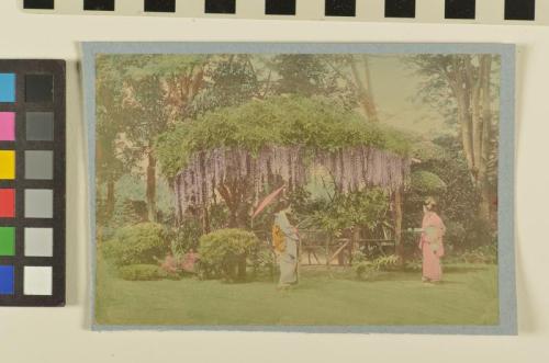 Untitled (ladies under wisteria)