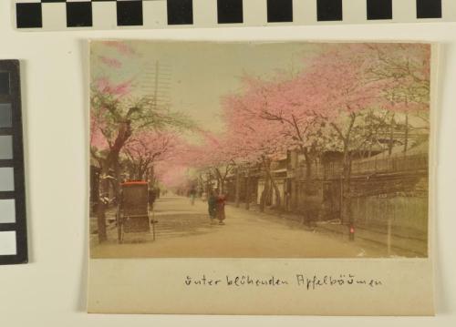 Untitled (street of blossoms)