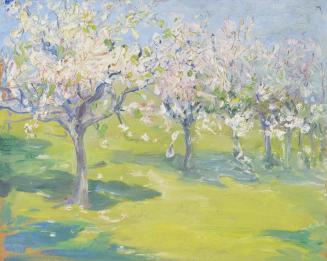 Apple Blossoms