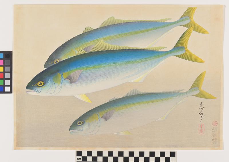 Young Yellowtail