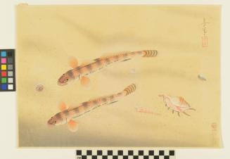 Yellowfin Goby Fish
