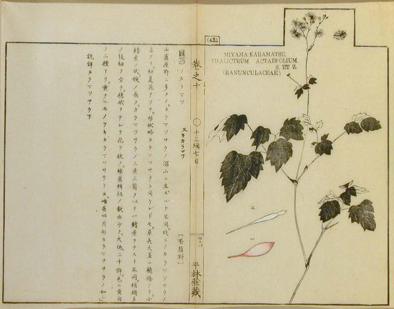 Miyama Karamatsu, Thalictrum actaefolium, S et Z, Ranunculaceae
