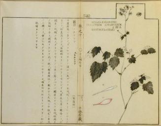 Miyama Karamatsu, Thalictrum actaefolium, S et Z, Ranunculaceae