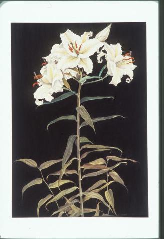 The Garden Sentinel (Lilium Auratum)