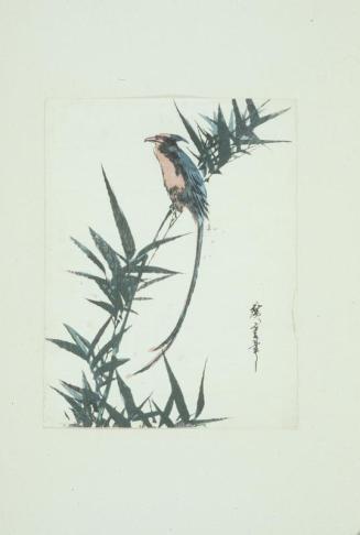Long Scissor-tailed Bird on Bamboo Shoot