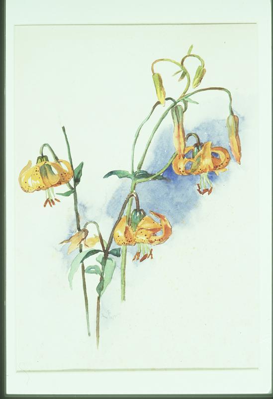 Yellow Tiger Lilies